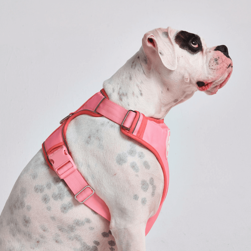 Comfort Control Harness - Pink- [SIZE S] dogs up to 20kg/45lb