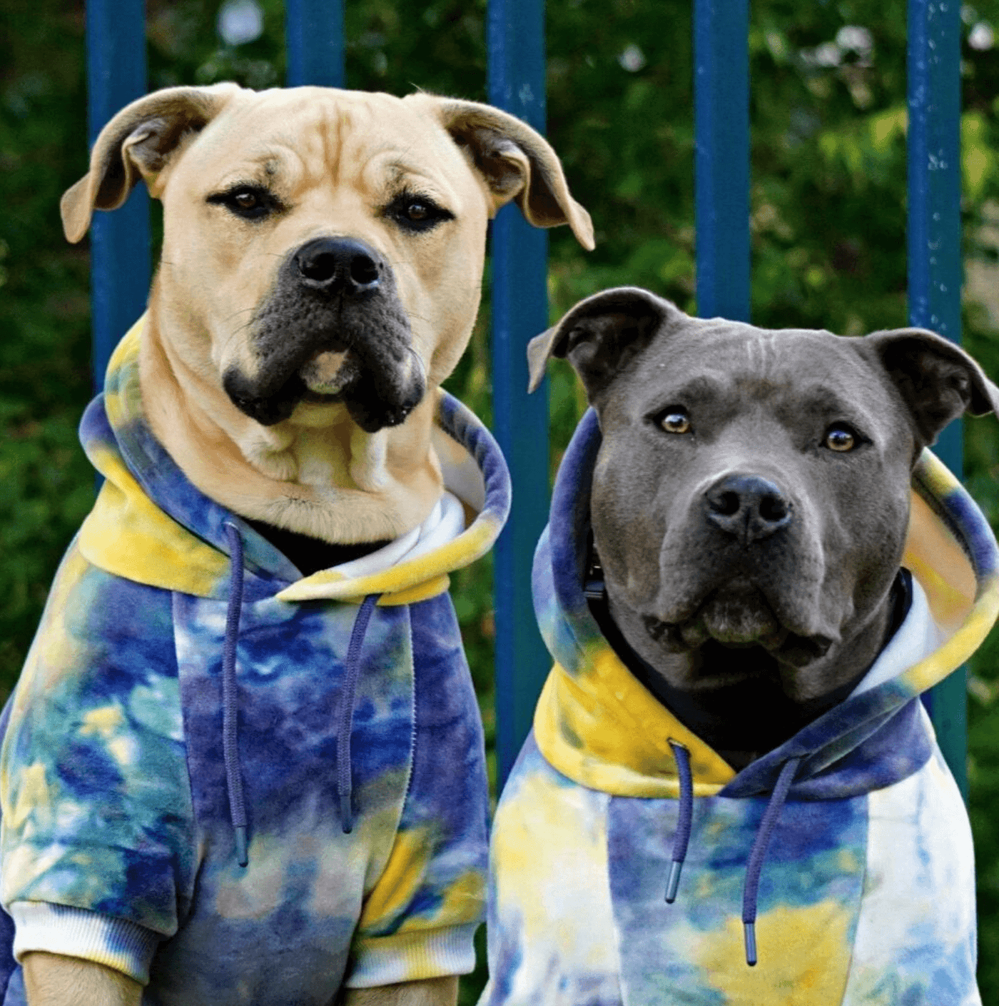 Velvet Dog Hoodie Nova