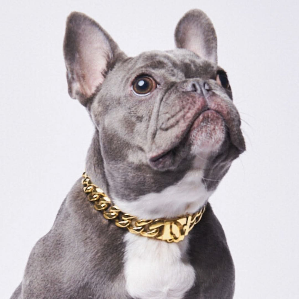 Cuban Link Chain Dog Collar Gold