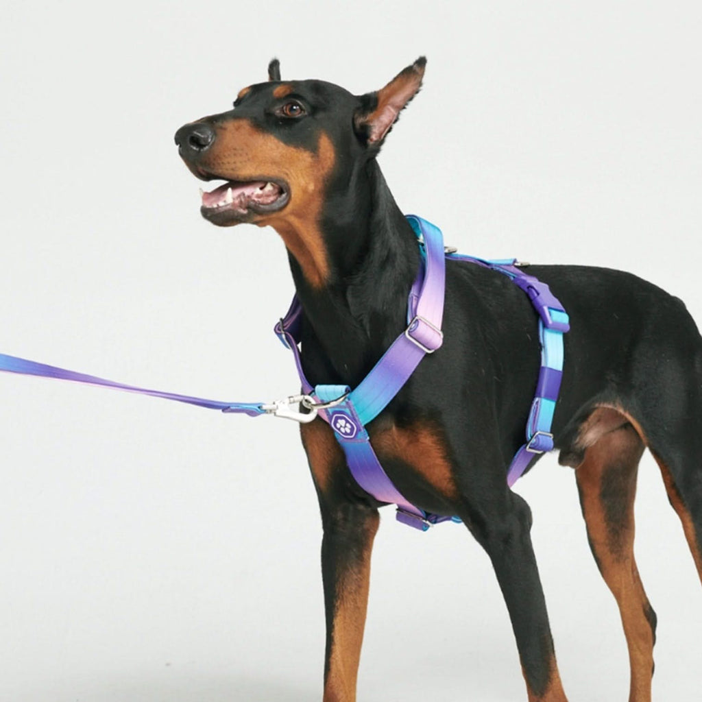 Comfort Control No Pull Dog Harness 90s Retro SPARK PAWS