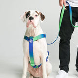 Comfort Control No-Pull Dog Harness Set - Lime Wave