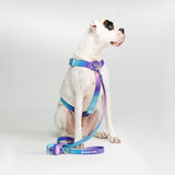 Comfort Control No-Pull Dog Harness Set - 90s Retro