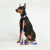 Tactical Dog Collar Set - Multi Color (1.5"/4cm)