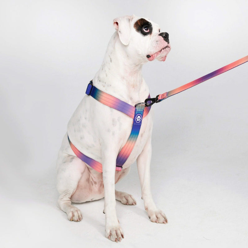 Comfort Control No-Pull Dog Harness - Kaleidoscope