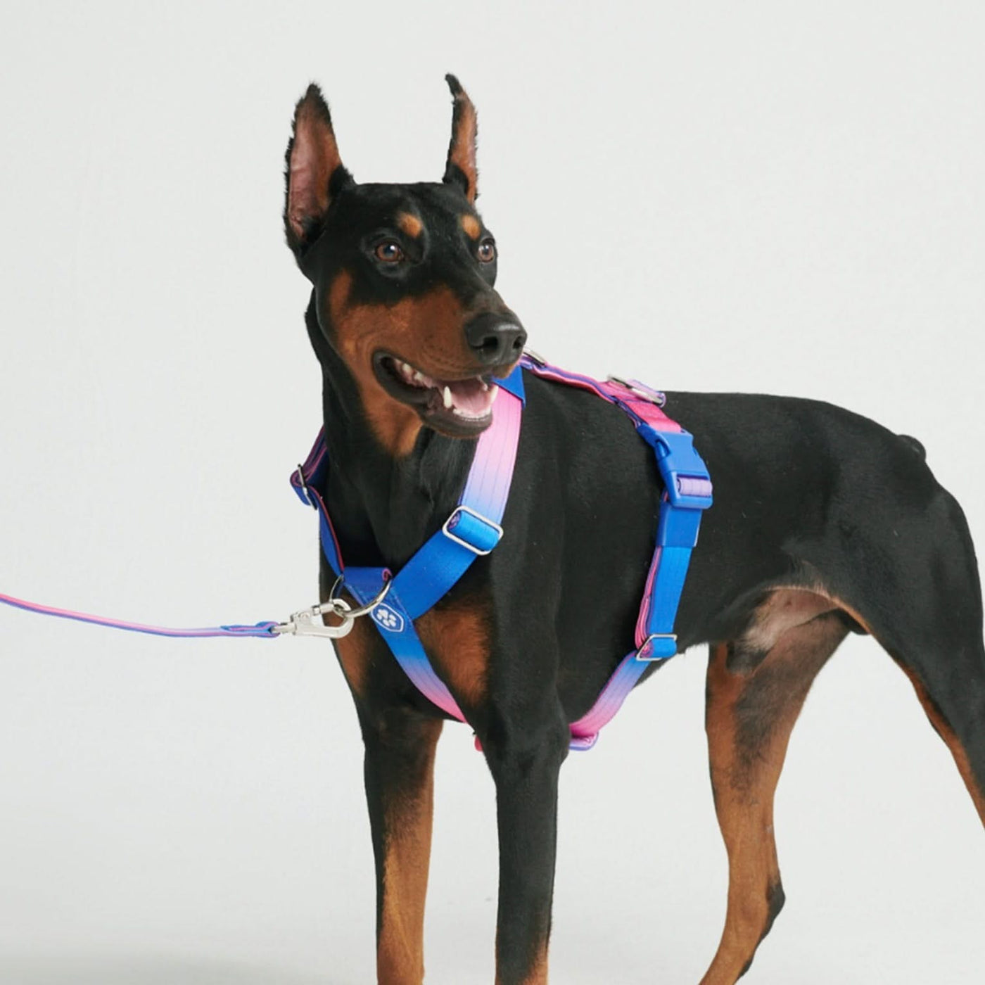 Pitbull pulling harness best sale