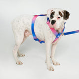 Comfort Control No-Pull Dog Harness Set - Snow Cone