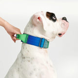 Comfort Control Collar - Lime Wave