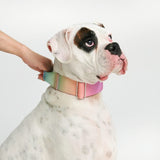 Comfort Control Collar - Pastel Icing